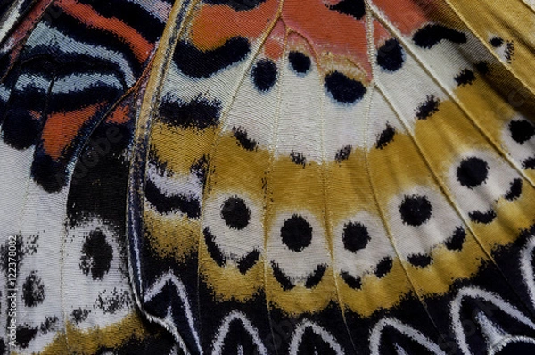 Fototapeta Zbliżenie Leopard Lacewing (Cethosia cyane euanthes Fruhstorfer) szczegółowo skrzydło motyla