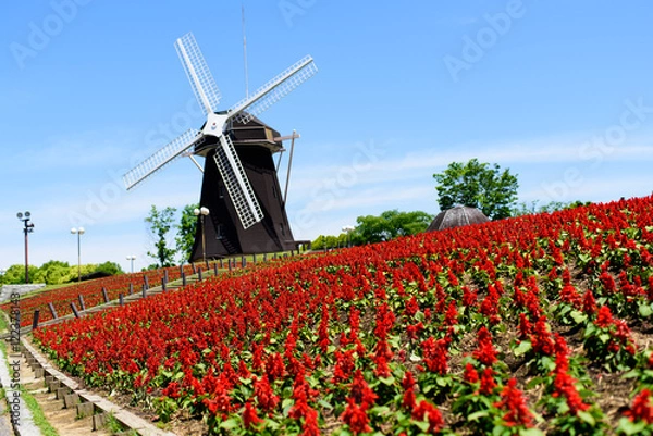 Fototapeta 風車とサルビア