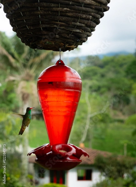 Obraz hovering hummingbird next to a bird feeder 