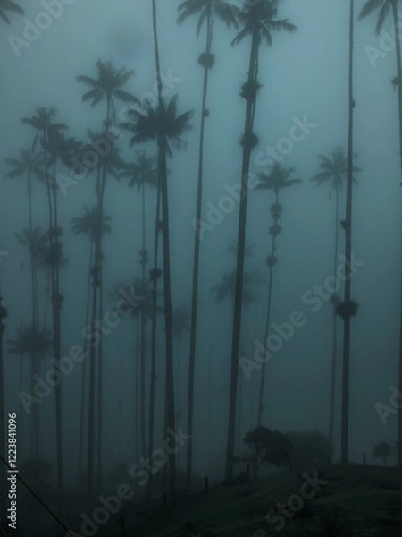 Obraz Moody blue fog with silhouettes of trees