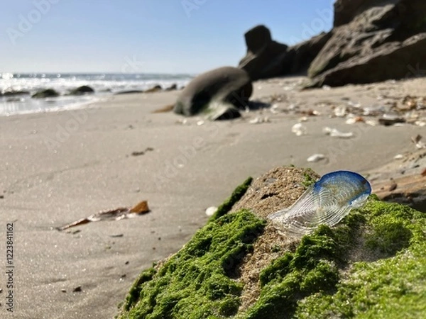 Fototapeta A Portuguese Man o' War, also called Bluebottle, sits on a rocks after washing ashore on a beach in California