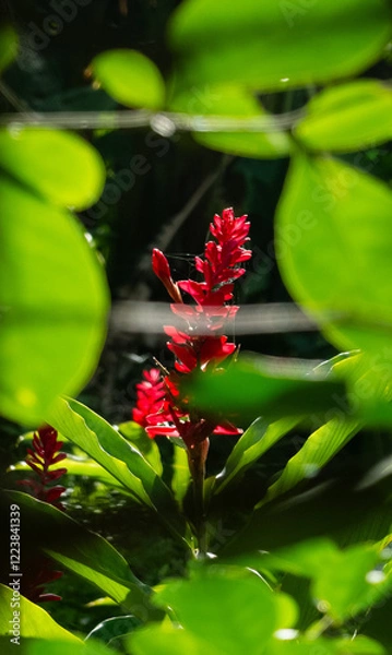 Obraz Red flower behind green foliage