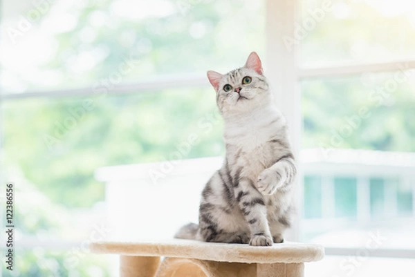 Fototapeta cat looking up on cat tower
