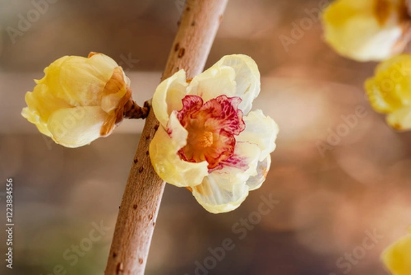 Fototapeta ロウバイの花01