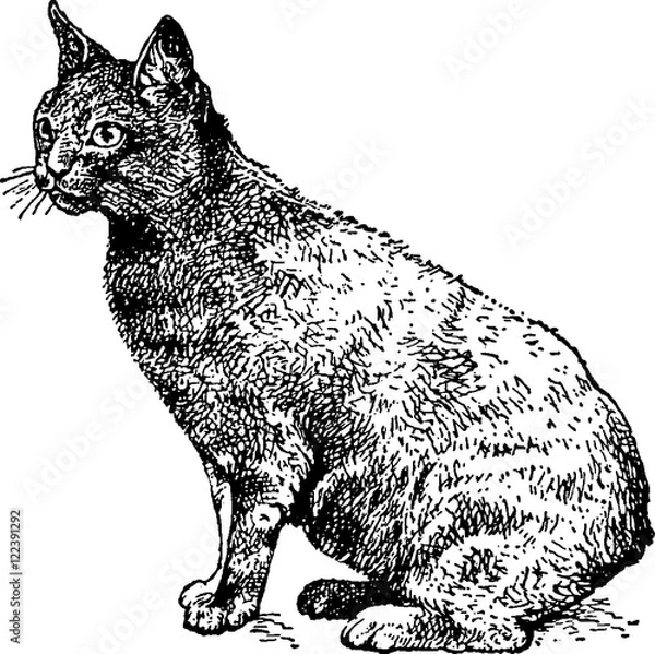 Fototapeta Vintage illustration cat