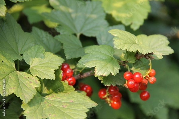 Obraz Яркие ягоды красной смородины на ветке с зелеными листьями