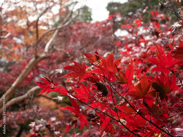 Obraz 新潟 紅葉 中野邸