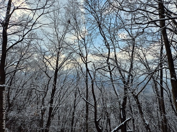 Fototapeta 눈이 내린 겨울산의 풍경