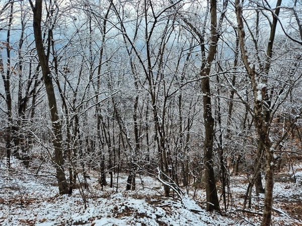 Fototapeta 눈이 내린 겨울산의 풍경