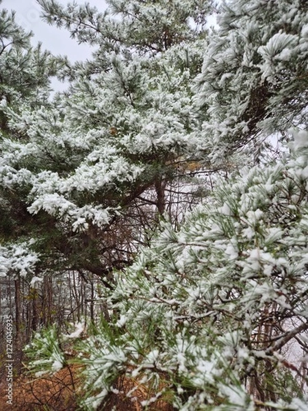 Fototapeta 눈이 내린 겨울산의 풍경