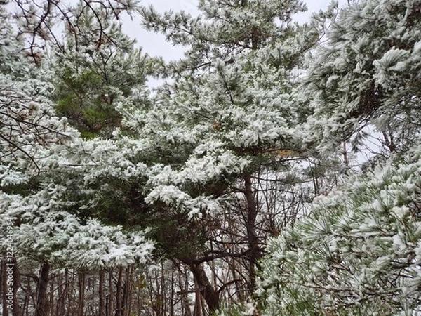Fototapeta 눈이 내린 겨울산의 풍경