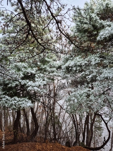 Fototapeta 눈이 내린 겨울산의 풍경