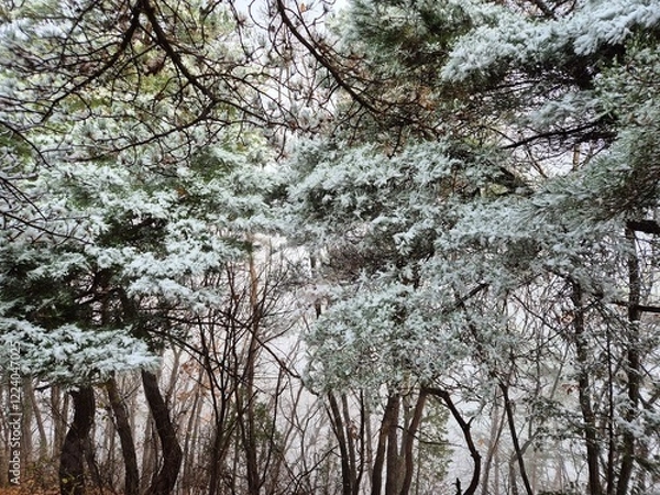 Fototapeta 눈이 내린 겨울산의 풍경