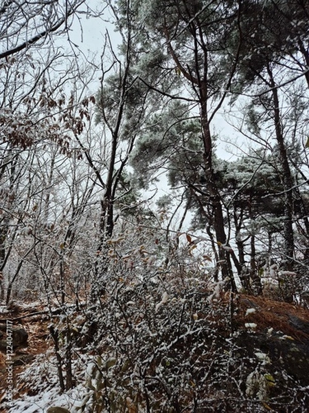 Fototapeta 눈이 내린 겨울산의 풍경