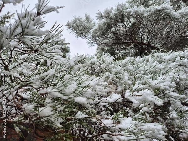 Fototapeta 눈이 내린 겨울산의 풍경