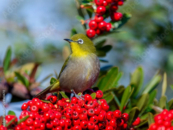 Fototapeta ピラカンサとメジロ