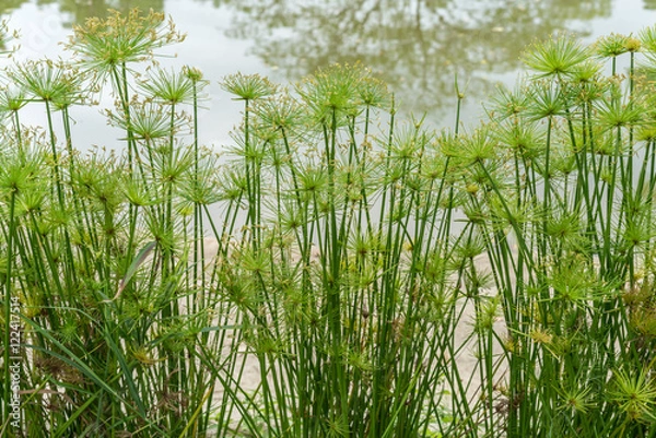 Obraz Green Cyperus plants