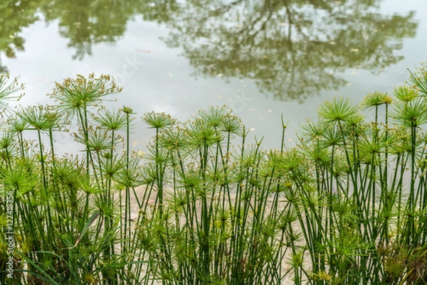 Obraz Green Cyperus plants