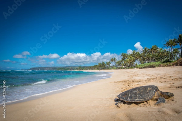 Fototapeta Żółw na wymarzonej plaży na Hawajach, Turtle Bay
