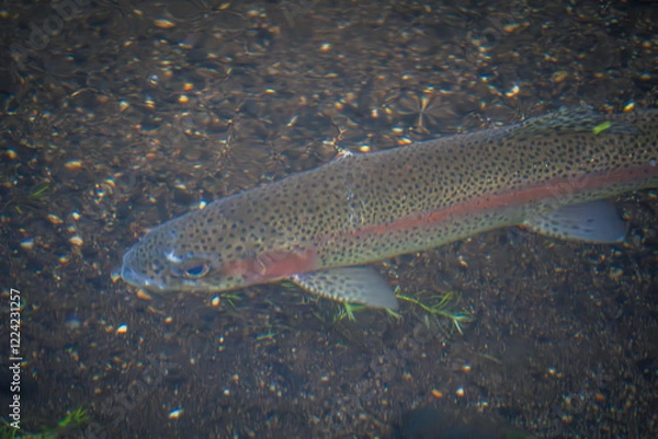 Obraz North American Rainbow Trout and the Nature
