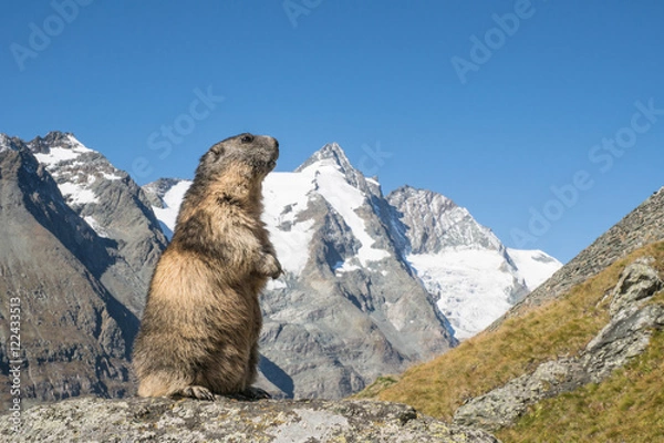 Obraz Marmot przed Grossglockner