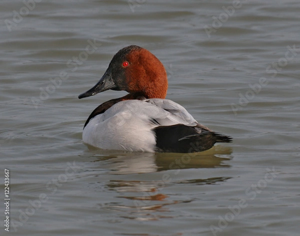 Fototapeta Canvasback duck