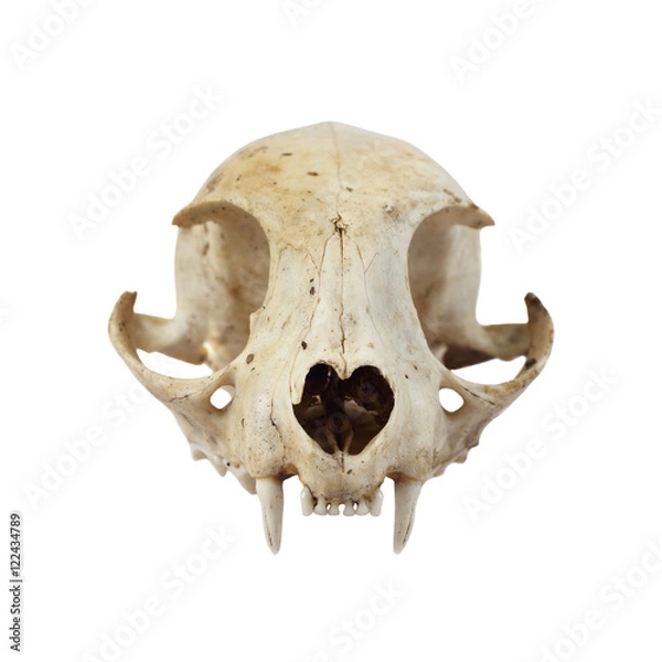 Obraz Cat skull full face view isolated on white background in square