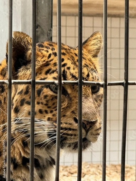 Fototapeta leopard  im zoo