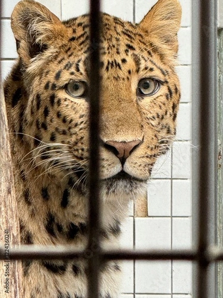 Fototapeta leopard  im zoo