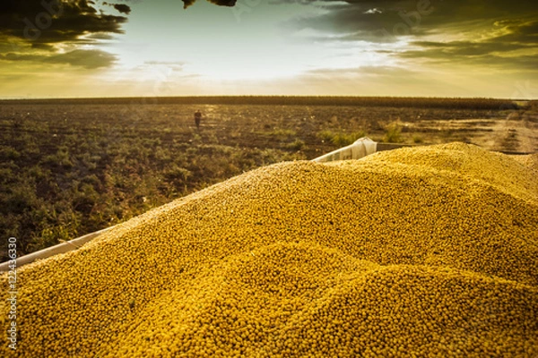 Obraz Soyabean fields at harvesting time