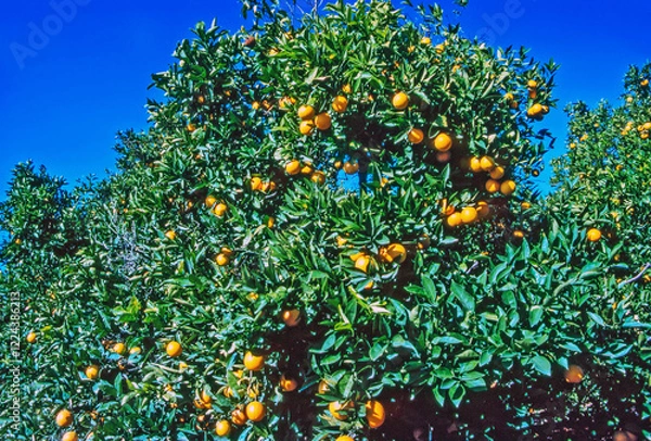 Obraz Orange Tree