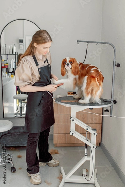 Fototapeta Professional grooming tools ensure effective coat maintenance for a Cavalier King Charles Spaniel. Brushes, combs, and clippers contribute to a neat, clean, and tangle-free appearance