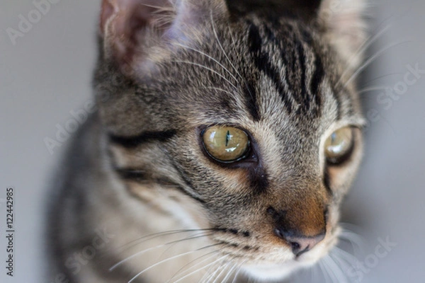 Obraz Cat eyes - face