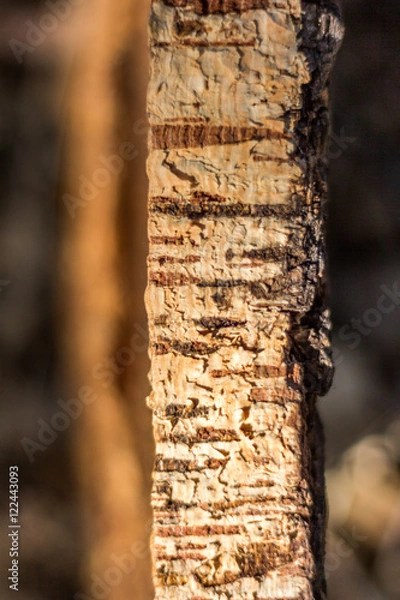 Obraz Cork tree