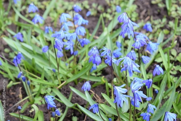 Obraz flowers in the grass
