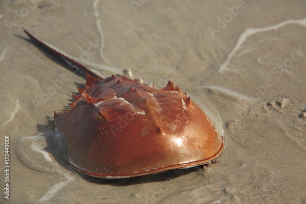 Obraz Horseshoe Crab