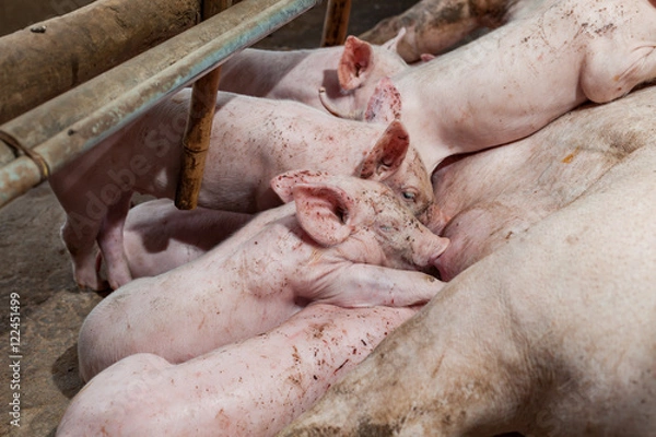 Fototapeta Pig races are breastfed newborn pigs and then fell asleep.