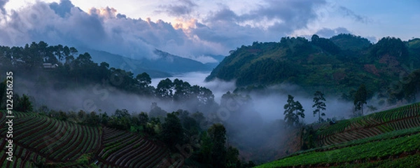 Fototapeta Panoramic view of sea mist over strawberry fields at Doi Ang Khang, a breathtaking serene escape
