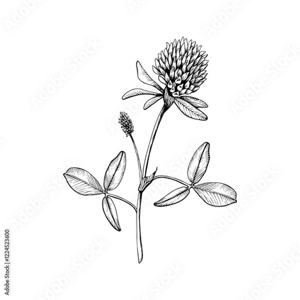 Fototapeta Wild flowering plant blooming clover. Hand drawn botanical vector illustration. Sketch painted by black inks line on white isolated background. For clipart, greeting card, package