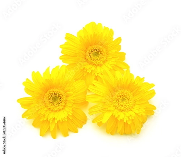 Obraz 黄色いガーベラ