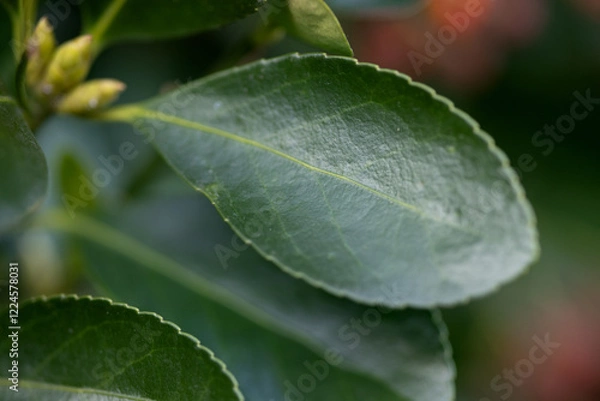 Fototapeta Green leaf and buds of Japanese birch bark in close-up