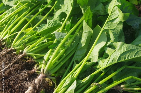 Obraz 収穫直後のホウレンソウ