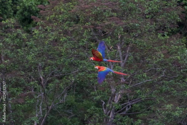 Fototapeta beautiful scarlet macaw (ara macao) couple flying over amazon rainforest with green background at Peru's Tambopata Reserve close to Chuncho clay lick