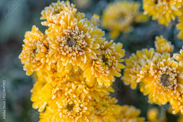 Obraz Yellow chrysanthemums in frost - winter beauty. Yellow chrysanthemums covered with a thin layer of frost. The moment of nature's transition to the cold season. The fragile border of autumn and winter