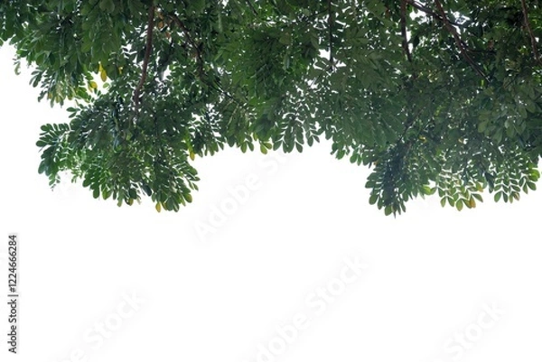 Obraz A tropical tree leaf with branches on white isolated background for green foliage backdrop 