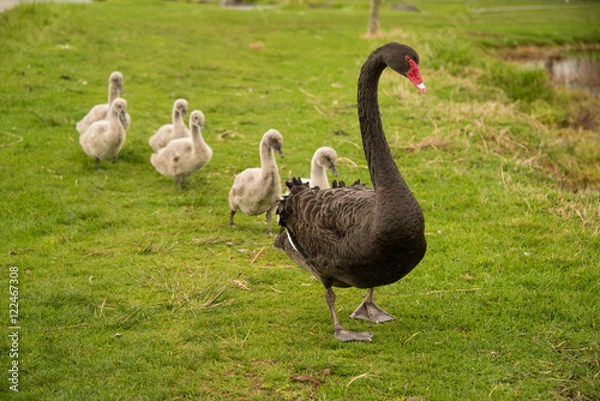 Obraz Black swan with cygnets
