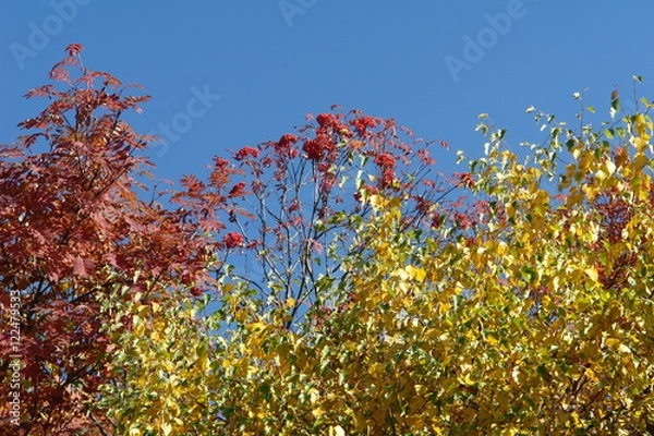 Obraz деревья