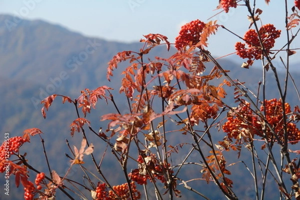 Obraz растения