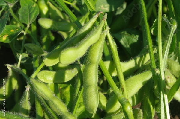 Obraz 畑で実るエダマメ