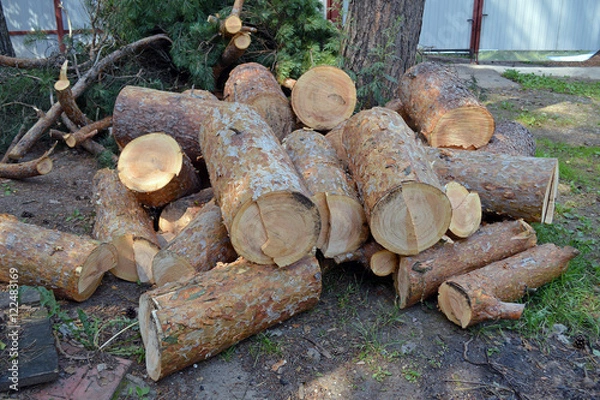 Obraz Дрова от спиленной сосны лежат на земле 